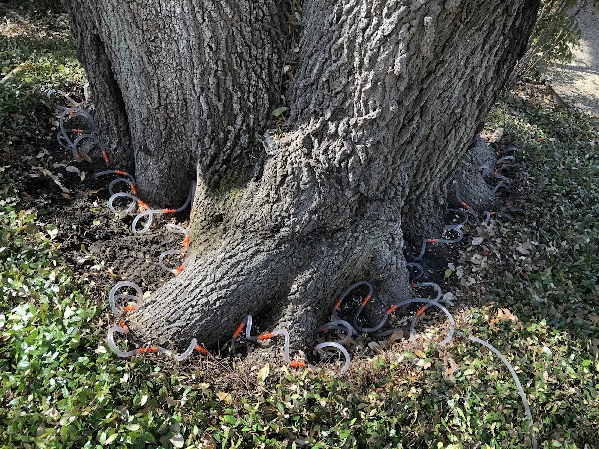 Detailed Tree Cabling and Bracing job site in Madisonburg