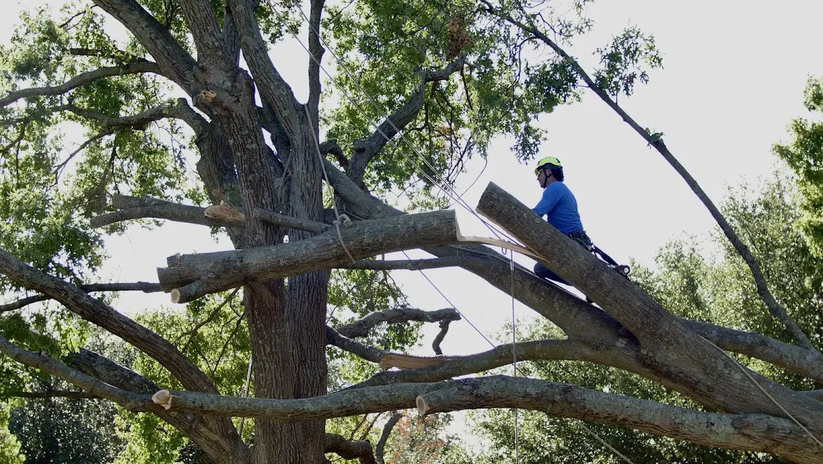 Professional Crown Thinning performed by certified arborists in Madisonburg