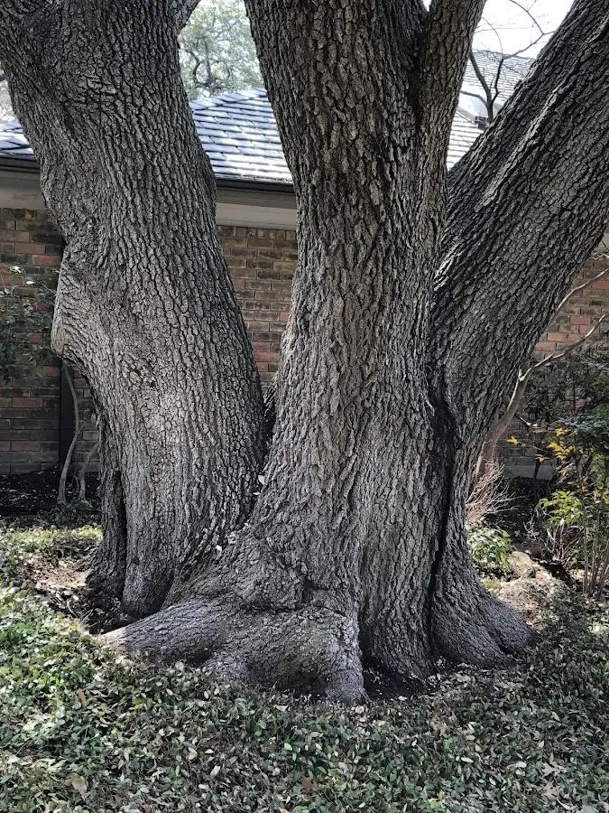 Mature heritage tree close to a Madisonburg property cared for by certified arborists